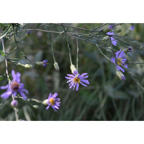 Symphyotrichum laeve