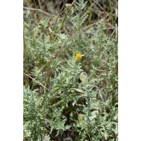 Machaeranthera pinnatifida