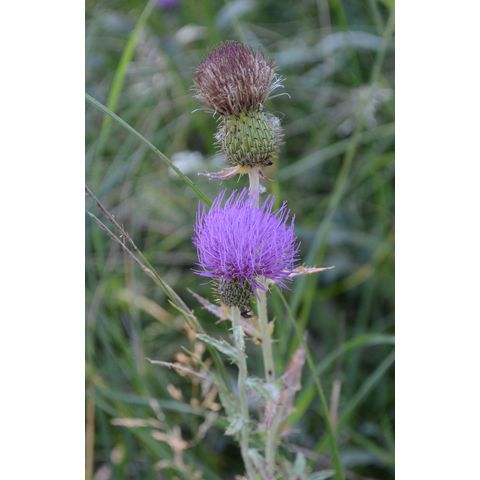 Cirsium undulatum