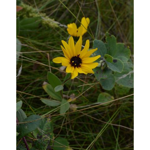 Helianthus pauciflorus