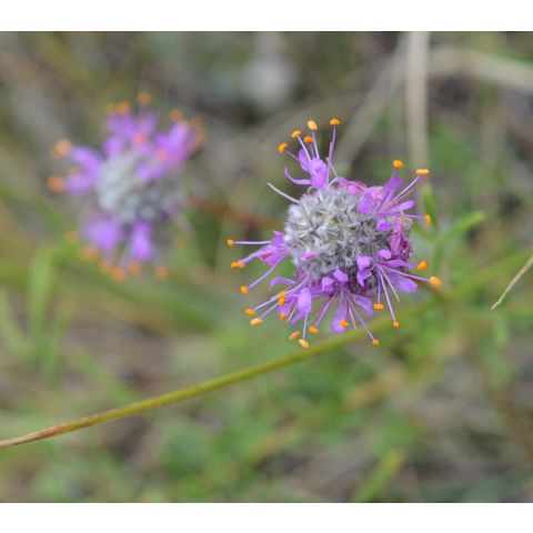 Dalea purpurea
