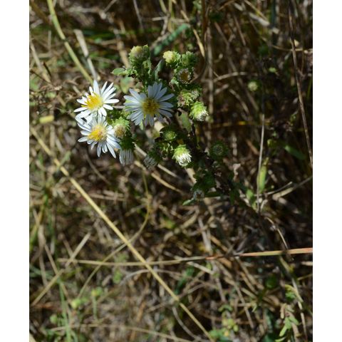 Symphyotrichum ericoides