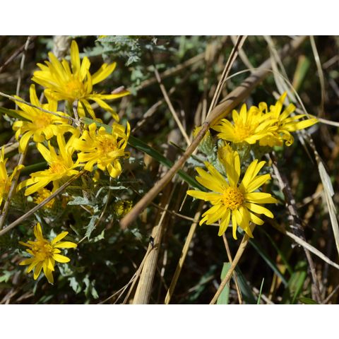 Machaeranthera pinnatifida