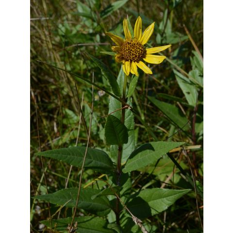 Helianthus pauciflorus
