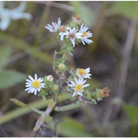 Symphyotrichum ericoides