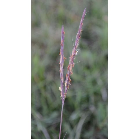 Andropogon gerardii