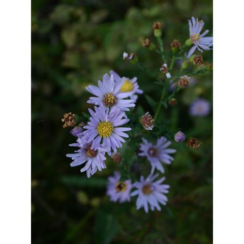 Symphyotrichum laeve