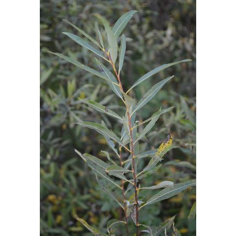 Salix petiolaris
