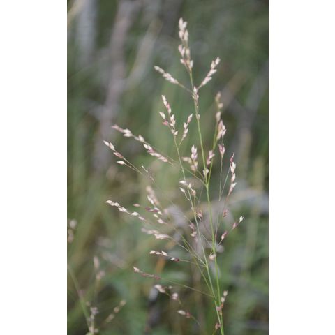 Panicum virgatum