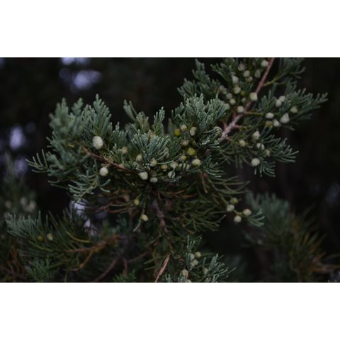 Juniperus scopulorum
