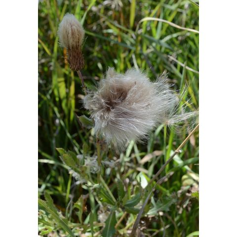 Cirsium arvense