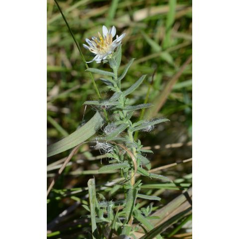 Symphyotrichum ericoides
