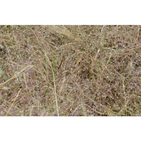 Muhlenbergia asperifolia