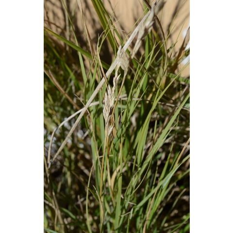 Symphyotrichum falcatum