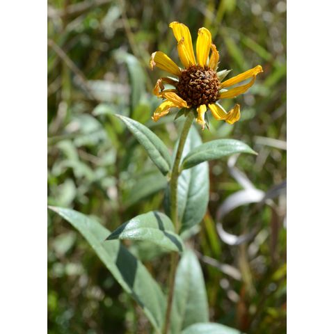 Helianthus pauciflorus