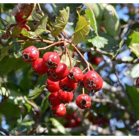 Crataegus chrysocarpa