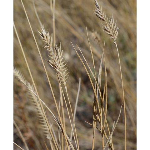Agropyron cristatum