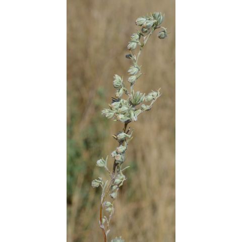 Artemisia frigida