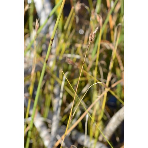 Rhynchospora capillacea