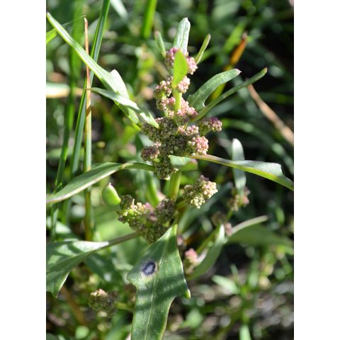 Chenopodium rubrum