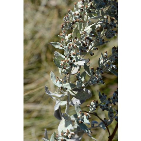 Artemisia ludoviciana