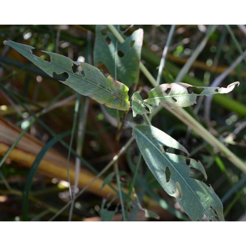 Polygonum lapathifolium