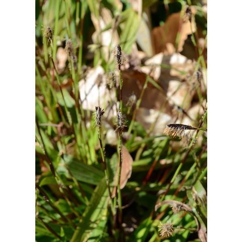 Carex plantaginea