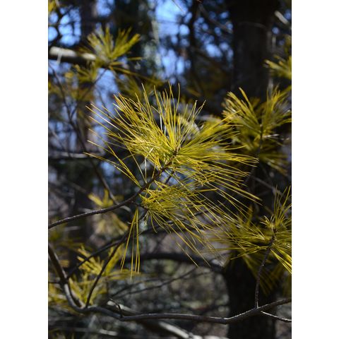 Pinus strobus 'Hillside Winter Gold'