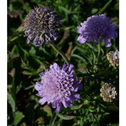 Scabiosa 'Butterfly Blue'