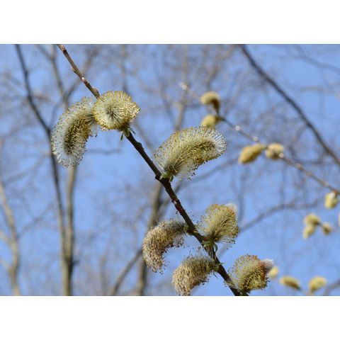 Salix chaenomeloides