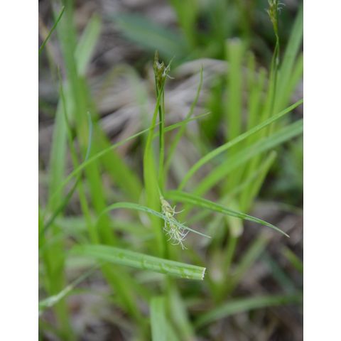 Carex sprengelii