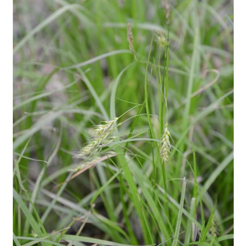 Carex sprengelii