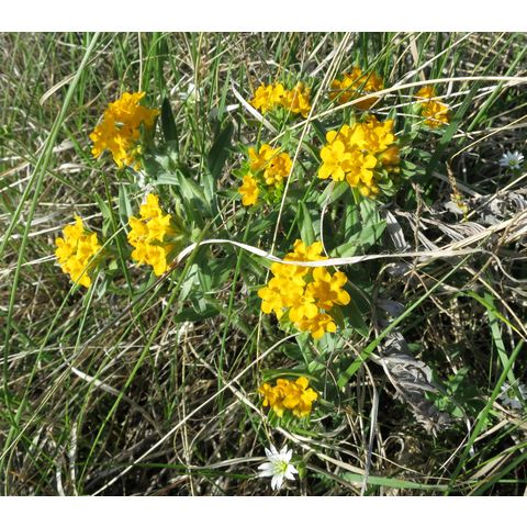 Lithospermum canescens