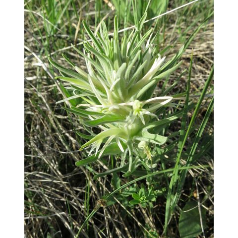 Castilleja sessiliflora