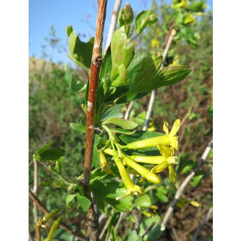 Ribes aureum