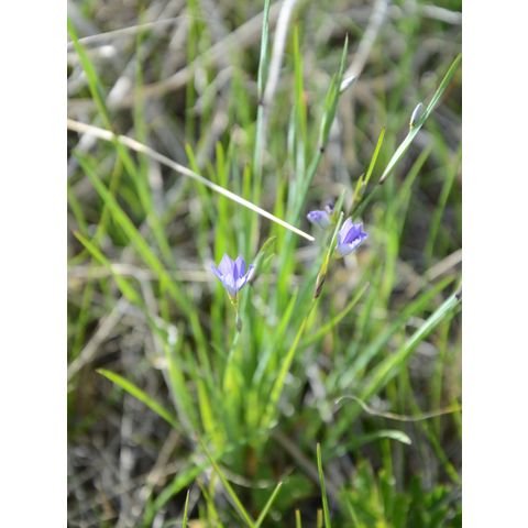 Sisyrinchium montanum