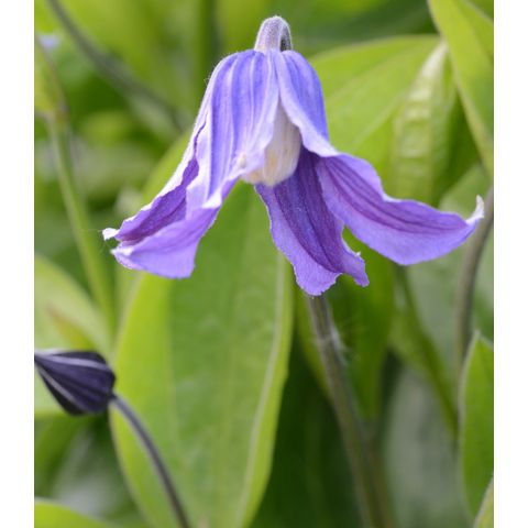Clematis integrifolia