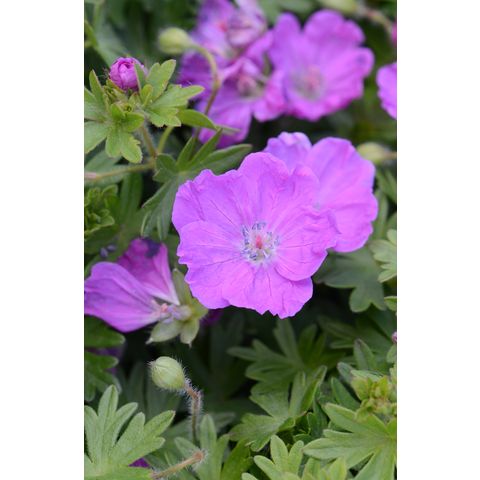 Geranium sanguineum 'Max Frei'