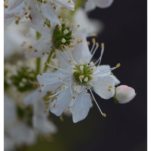 Filipendula 'Flora Plena'