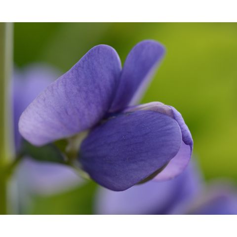 Baptisia australis