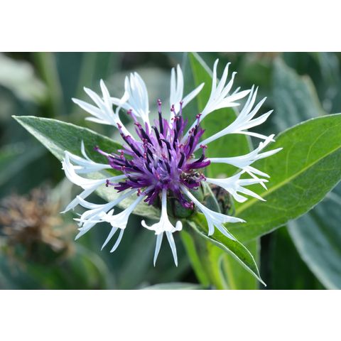 Centaurea montana 'Ametyst Snow'
