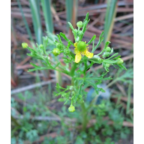Ranunculus sceleratus