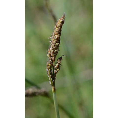 Carex hallii