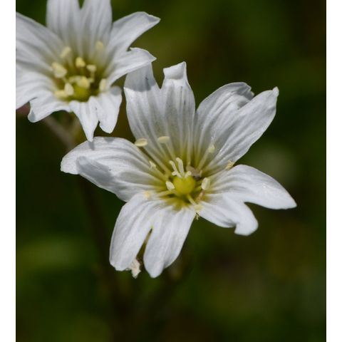 Cerastium arvense