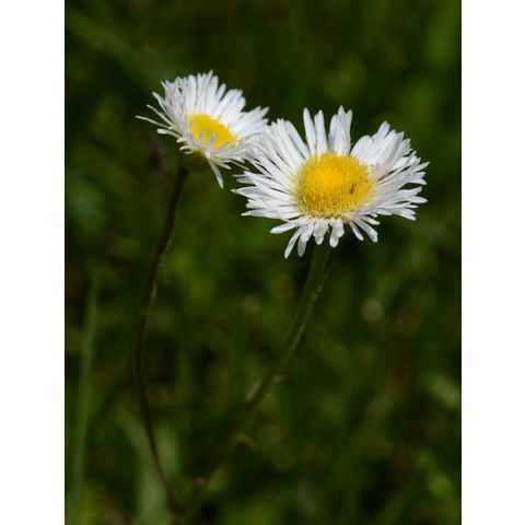 Erigeron glabellus