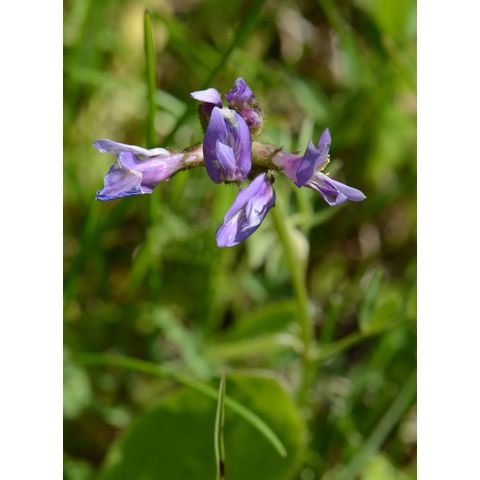 Astragalus agrestis