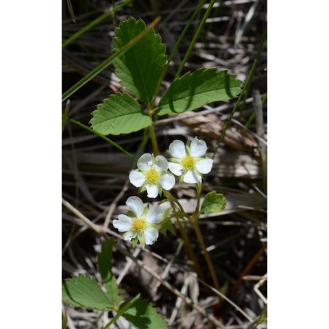 Fragaria virginiana