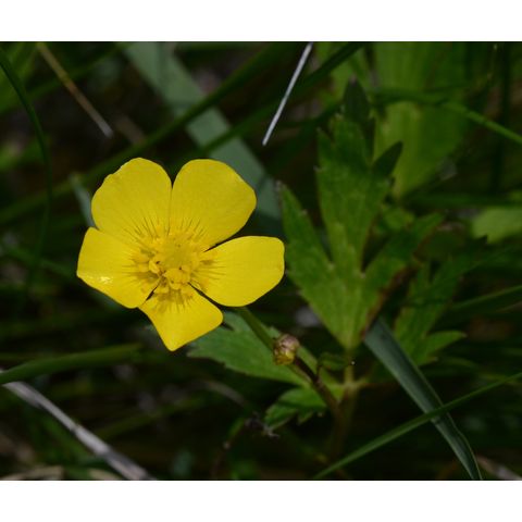 Ranunculus macounii