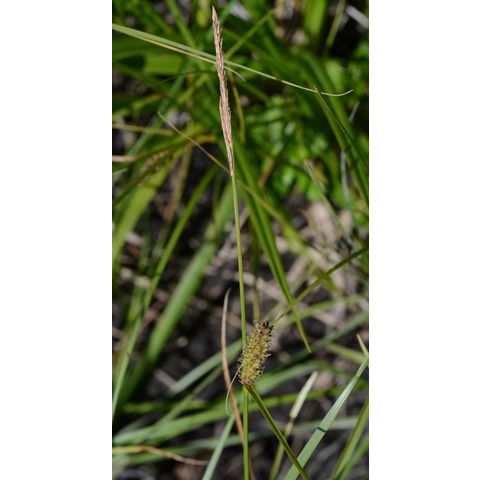 Carex pellita