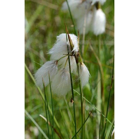 Eriophorum viridicarinatum